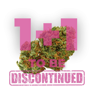 Grapefruit x Bubblegum Auto by Growers Choice Seeds Grapefruit x Bubblegum Auto by Growers Choice Seeds