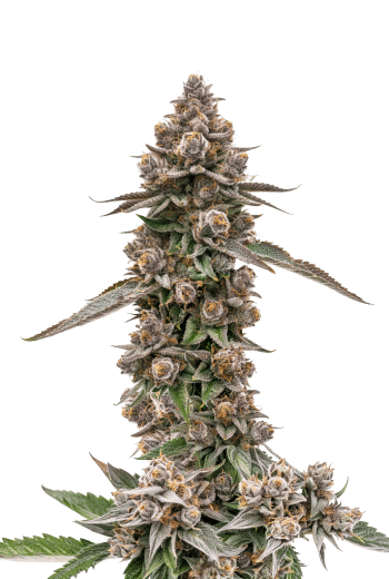 King Louis Garcia Feminized by Growers Choice Seeds