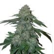 KO Kush Feminized by Growers Choice Seeds (4)