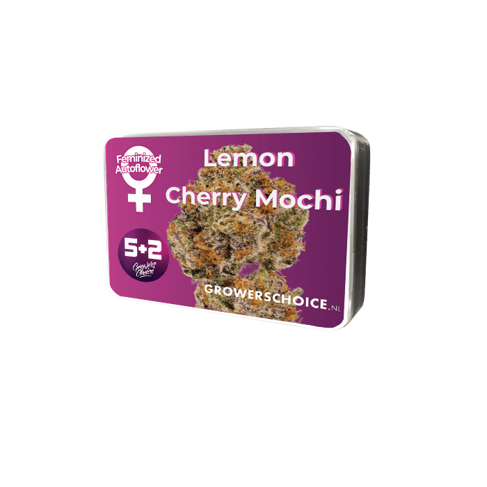 Lemon Cherry Mochi Auto by Growers Choice Seeds (2) Lemon Cherry Mochi bud detail
