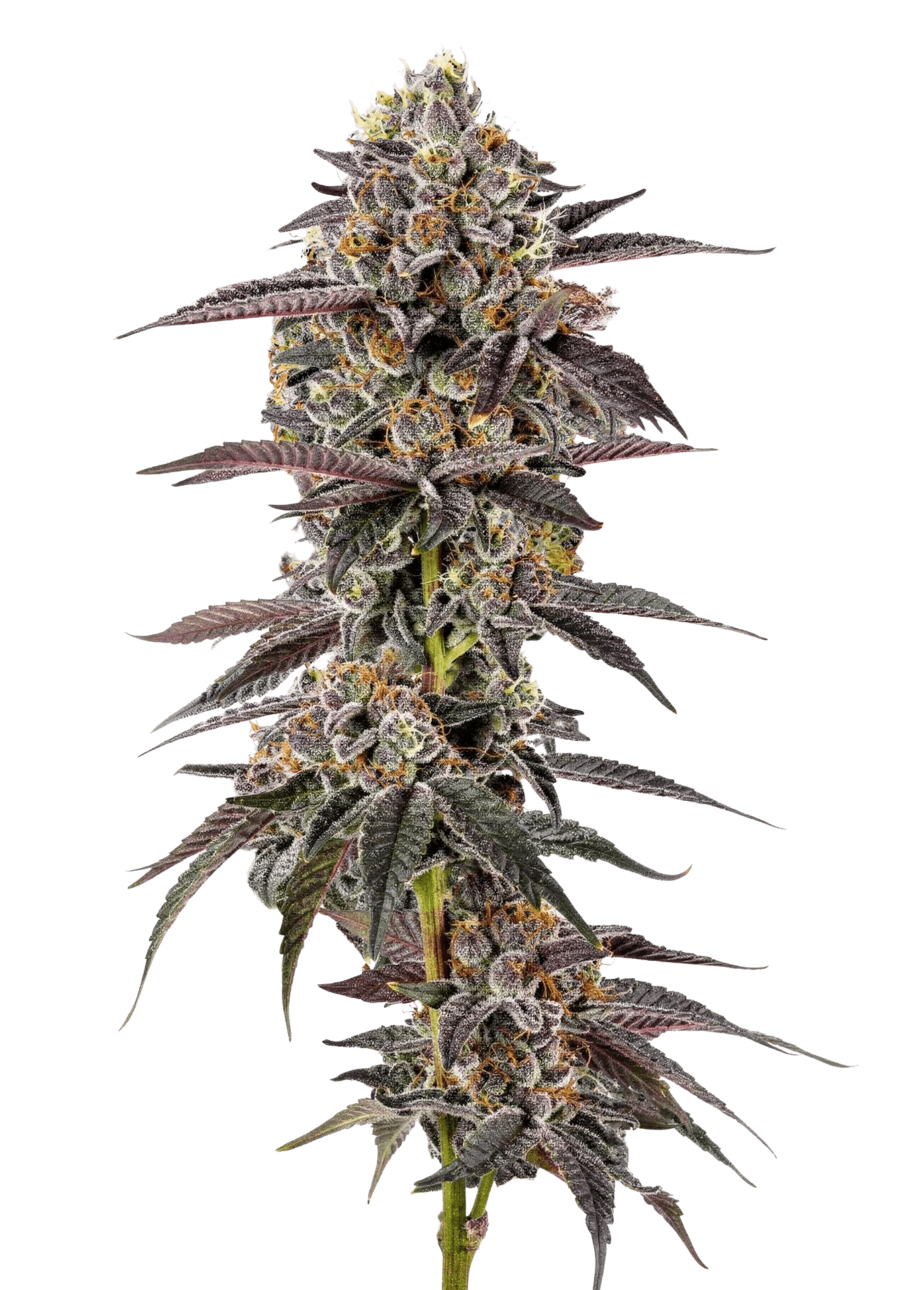 Lemon Cherry Mochi Auto by Growers Choice Seeds (3) Lemon Cherry Mochi plant in flower