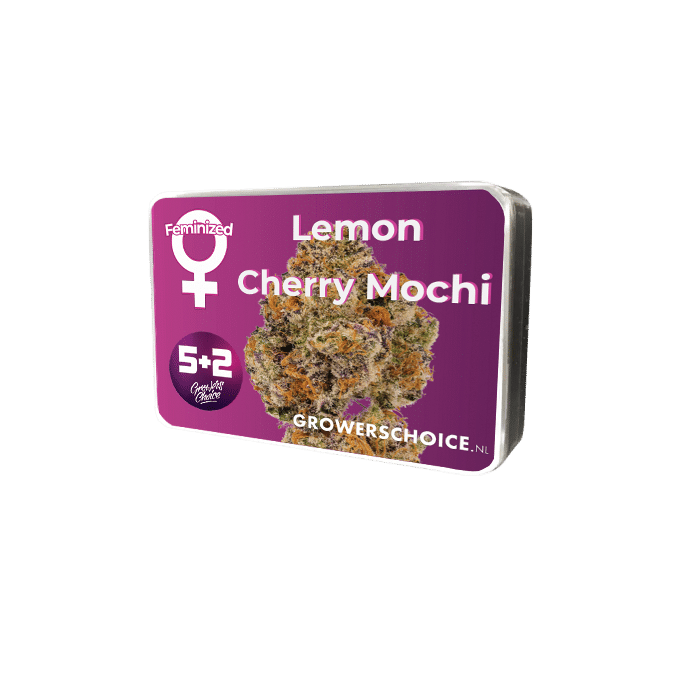Lemon Cherry Mochi Feminized by Growers Choice Seeds (2) Lemon Cherry Mochi bud detail