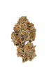 Lemon Cherry Mochi Feminized by Growers Choice Seeds (2)