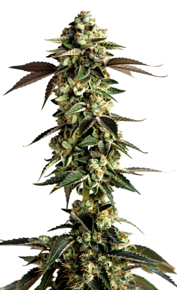 LIMITED EDITION Blue Zushi grow shot