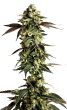 LIMITED EDITION Blue Zushi grow shot