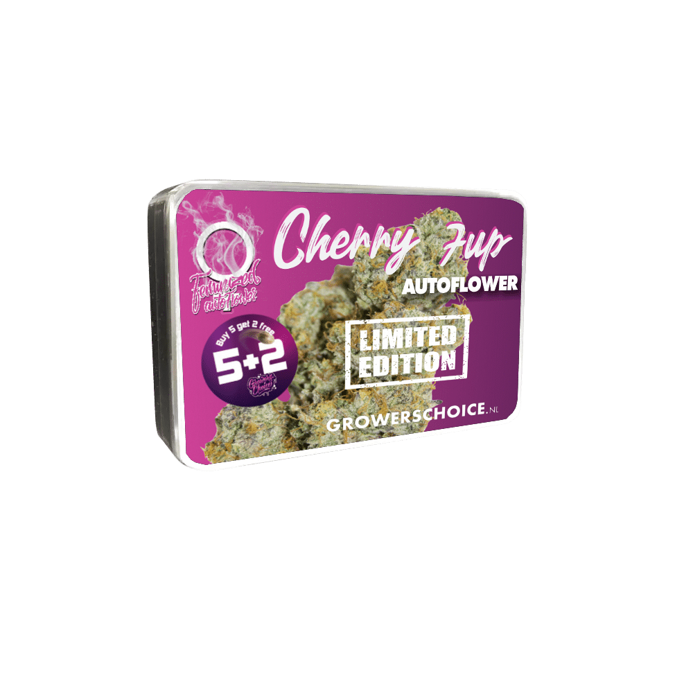 LIMITED EDITION Cherry 7up Auto by Growers Choice Seeds (3) LIMITED EDITION Cherry 7up plant in flower
