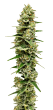 LIMITED EDITION Mac N Cheese Feminized by Growers Choice Seeds (4)