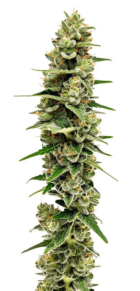 LIMITED EDITION Mac N Cheese Feminized by Growers Choice Seeds (4) LIMITED EDITION Mac N Cheese harvest detail