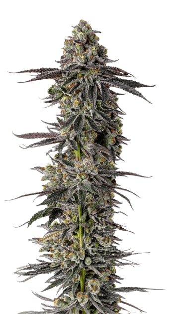 LIMITED EDITION Mimosa Gusher Feminized by Growers Choice Seeds