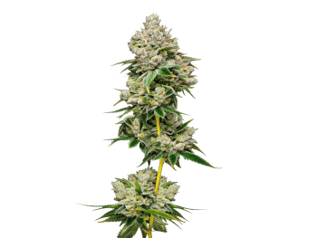 LIMITED EDITION White Truffle Feminized by Growers Choice Seeds