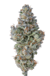 Lobster Butter Feminized by Growers Choice Seeds (2)