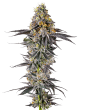 Lobster Butter Feminized by Growers Choice Seeds (2)