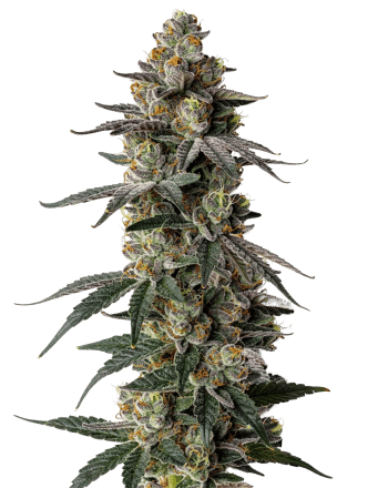 Mac1 Auto by Growers Choice Seeds