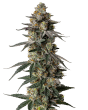Mac1 Auto by Growers Choice Seeds