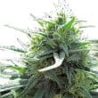 MAF Feminized by Growers Choice Seeds (2)