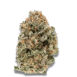 MAF Feminized by Growers Choice Seeds (2)