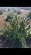 MAF Feminized by Growers Choice Seeds (2)