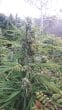 MAF Feminized by Growers Choice Seeds (2)