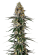Milkshake Nerdz Feminized by Growers Choice Seeds (2)