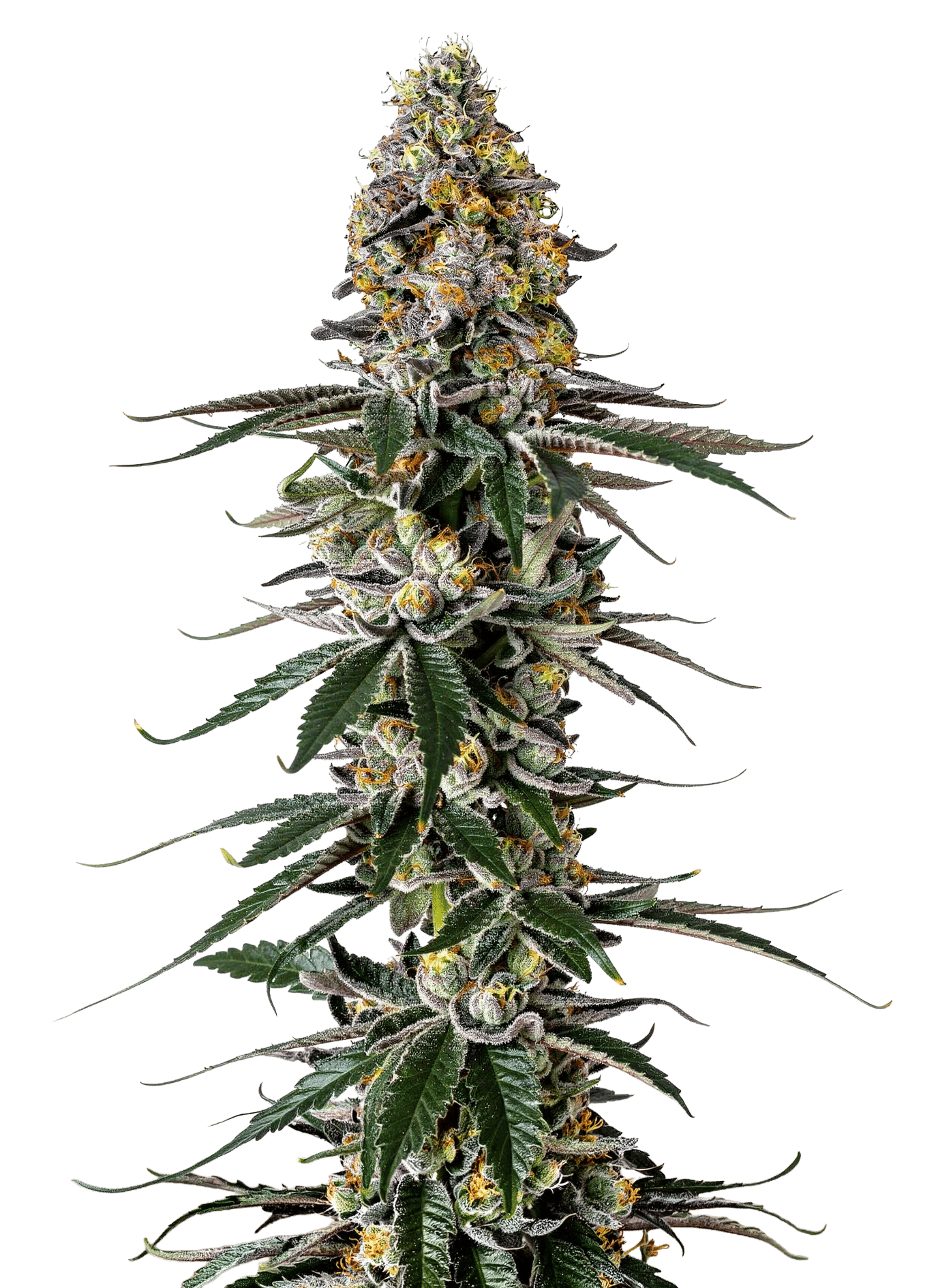 Milkshake Nerdz Feminized by Growers Choice Seeds (3) Milkshake Nerdz plant in flower