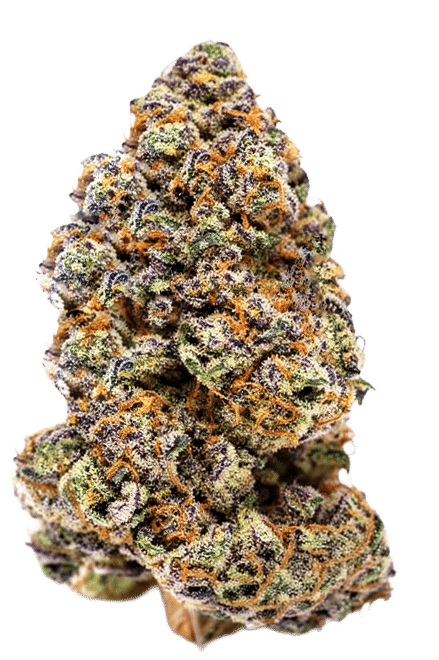 Milkshake Nerdz Feminized by Growers Choice Seeds (4) Milkshake Nerdz harvest detail