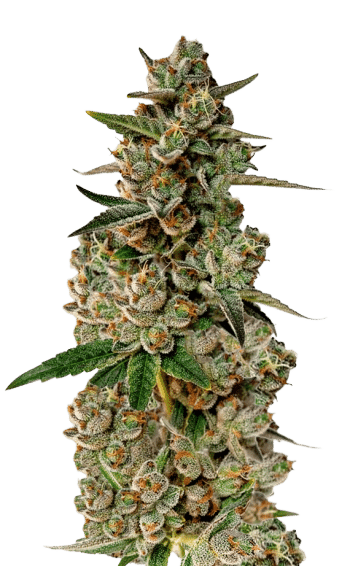 Monkey Glue grow shot