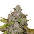 Monkey Glue Feminized by Growers Choice Seeds (2)