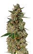 Monkey Glue Feminized by Growers Choice Seeds (2)