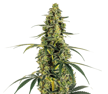 Monsterbud grow shot