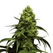 Monsterbud bud detail