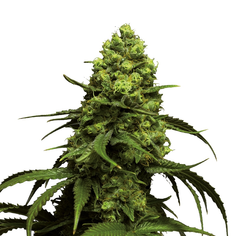 Monsterbud Feminized by Growers Choice Seeds (2) Monsterbud bud detail