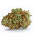 Monsterbud Feminized by Growers Choice Seeds (2)
