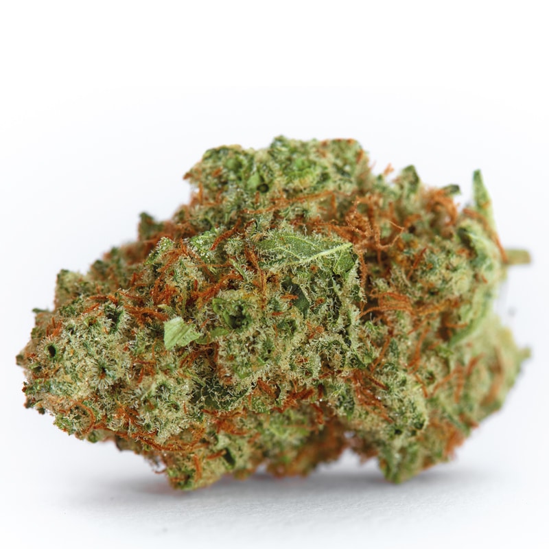 Monsterbud Feminized by Growers Choice Seeds (3) Monsterbud plant in flower