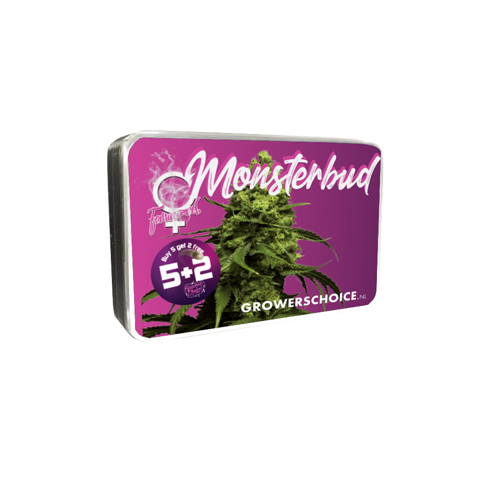 Monsterbud Feminized by Growers Choice Seeds (4) Monsterbud harvest detail