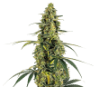 Monsterbud Feminized by Growers Choice Seeds (2)