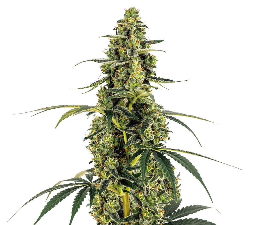 Monsterbud Feminized by Growers Choice Seeds (5) Monsterbud grow shot