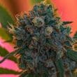 Naranja Biscotti Feminized by Growers Choice Seeds