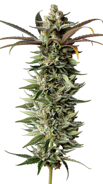 Naranja Biscotti grow shot