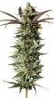 Naranja Biscotti grow shot