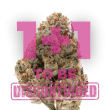 Octane Fire OG Feminized by Growers Choice Seeds