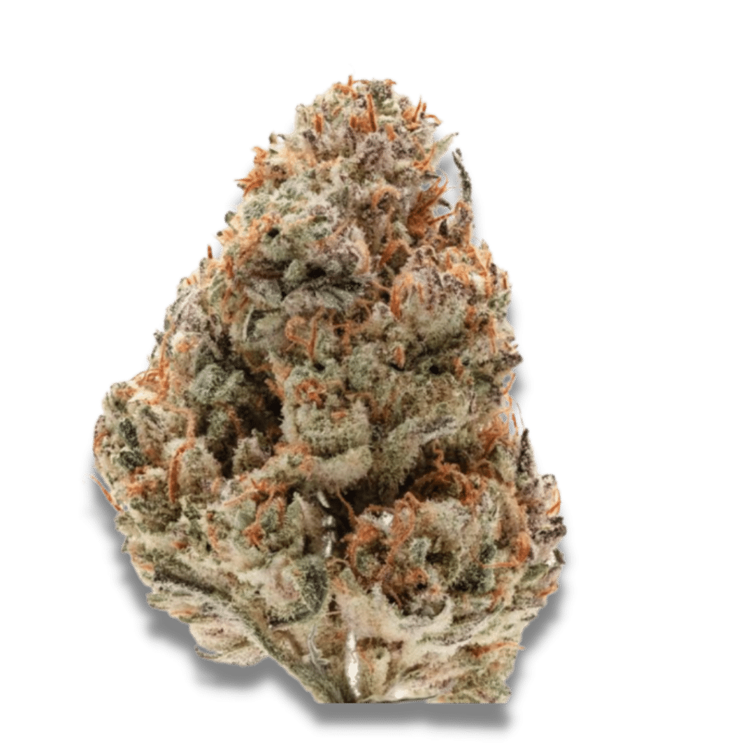 Octane Fire OG Feminized by Growers Choice Seeds (3) Octane Fire OG plant in flower