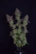 Octane Fire OG Feminized by Growers Choice Seeds