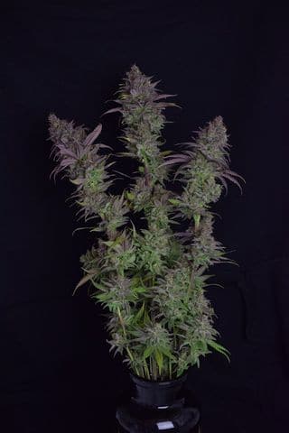 Octane Fire OG Feminized by Growers Choice Seeds (4) Octane Fire OG harvest detail