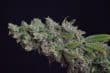 Octane Fire OG Feminized by Growers Choice Seeds