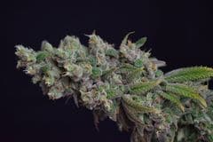 Octane Fire OG Feminized by Growers Choice Seeds (5) Octane Fire OG grow shot