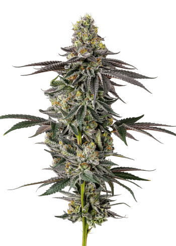 Original Oreoz grow shot