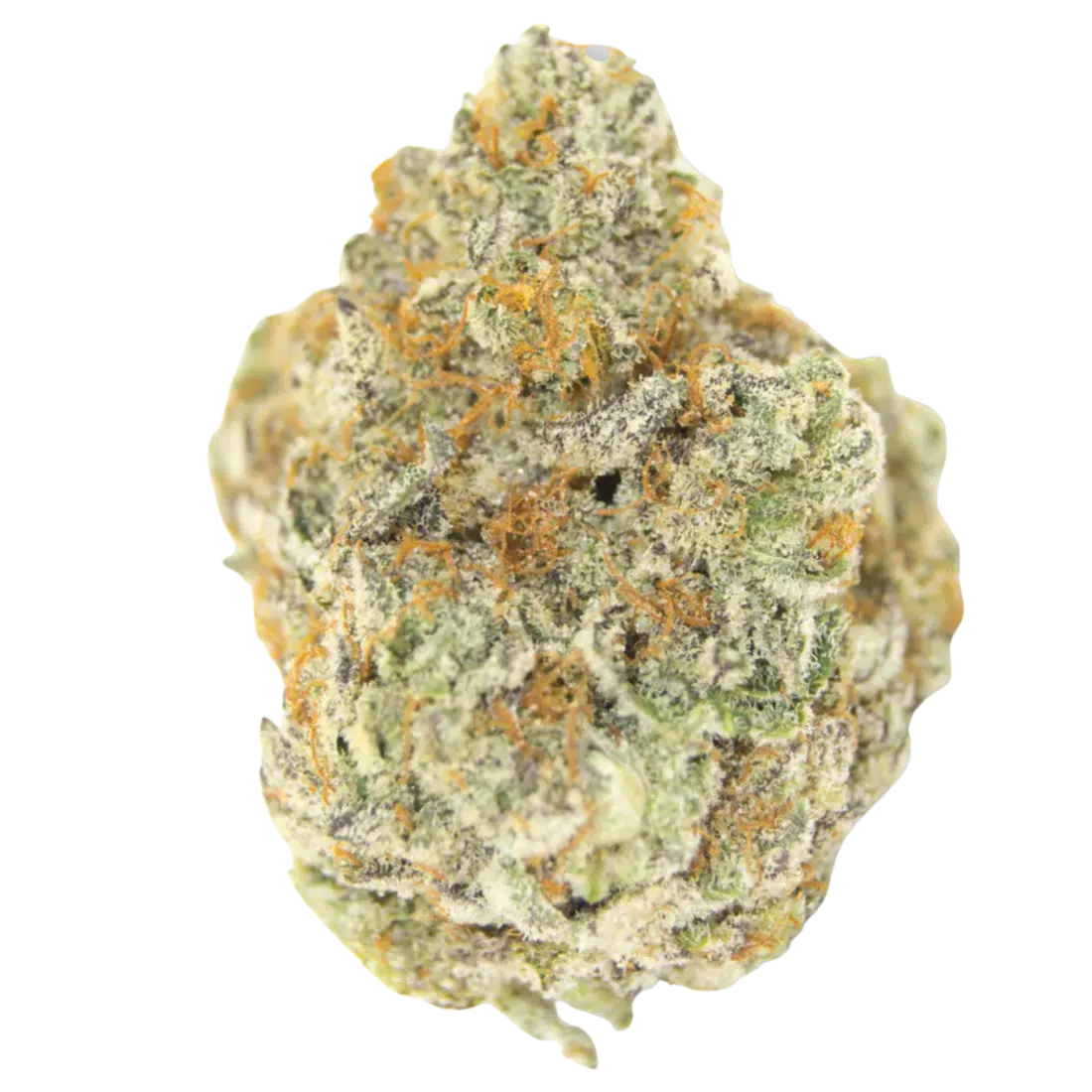 Permanent Whitemarker Auto by Growers Choice Seeds (3) Permanent Whitemarker plant in flower