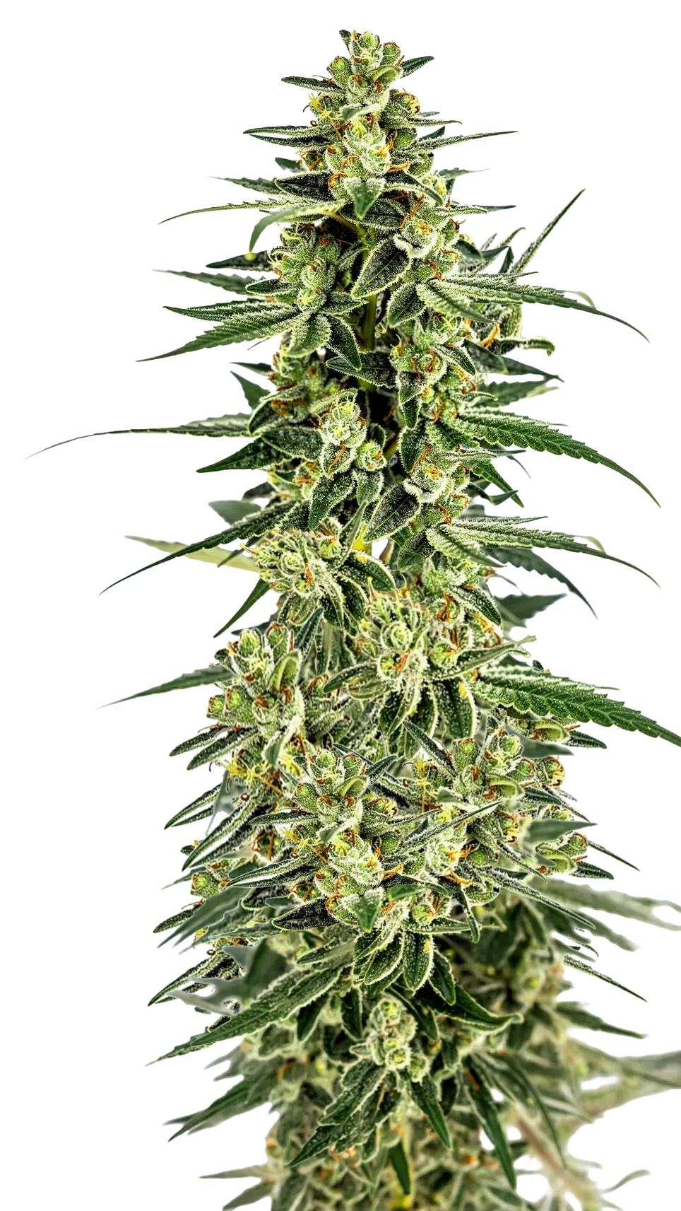 Permanent Whitemarker Auto by Growers Choice Seeds (4) Permanent Whitemarker harvest detail