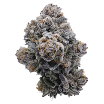 Pink Glitterbomb bud detail
