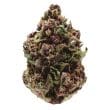 Pink Magic Feminized by Growers Choice Seeds